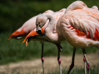 Naklejka premium Flamants roses