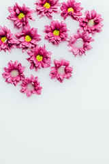 top view of beautiful pink chrysanthemum flowers in milk backdrop