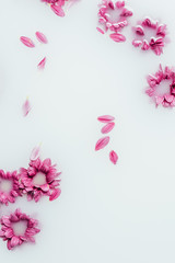 top view of beautiful pink chrysanthemum flowers and petals in milk backdrop