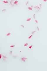 top view of arranged pink and lilac flower petals in milk