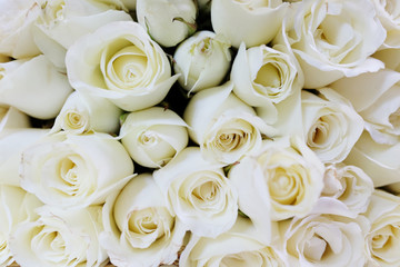 White roses abstract background. Use for Valentine day and vintage style concept.Copy space.