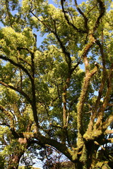 Fototapeta premium 木の枝05