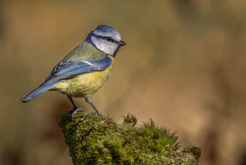 Blue tit