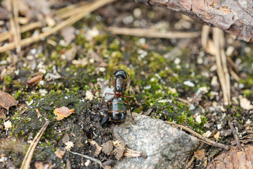 little ant in the woods