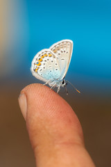 little butterfly on the finger