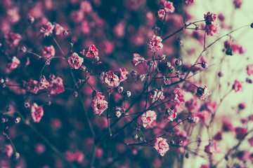 Dry pink baby's breath flowers background.