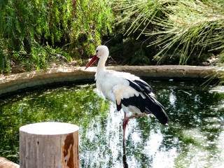 Stork in the zoo in Cyprus