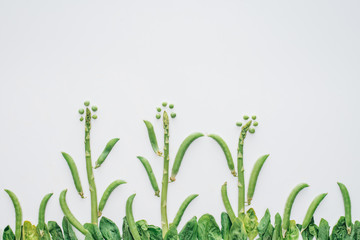 beautiful food composition made of green peas, asparagus and leaves isolated on white