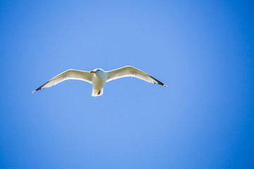 Fototapeta na wymiar Mouette en plein vol sur fond de ciel bleu