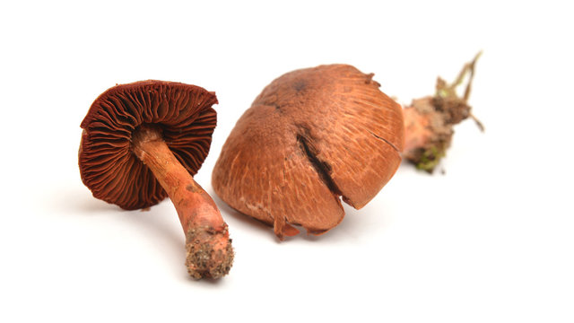 Cortinarius phoeniceus mushroom