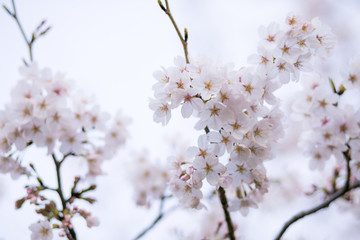 桜の花