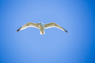 Mouette en plein vol sur fond de ciel bleu