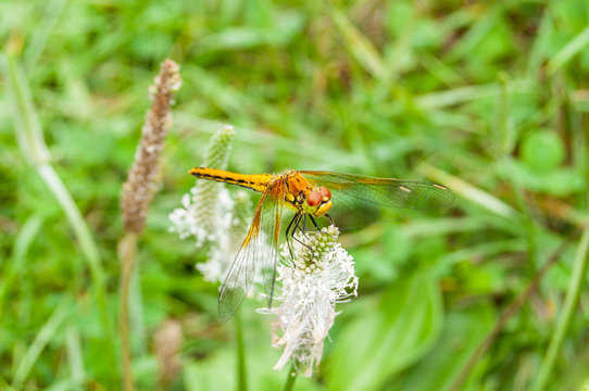 Red dragonfly sitting on a flower.