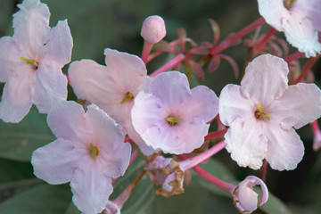 Beautiful Luculia gratissima pink flowers in Chiang Dao District of Chiang Mai Province, Thailand.