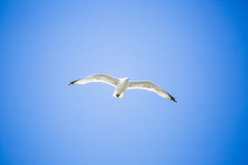 Mouette en plein vol sur fond de ciel bleu
