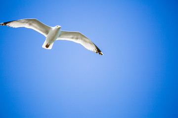 Mouette en plein vol sur fond de ciel bleu