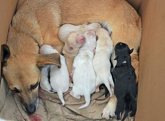 small blind pups looking for mother's milk