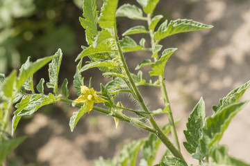 A yellow flower of a tomato outdoors on a plant.