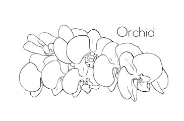 orchid sketch of an orchid flower. floral element for design