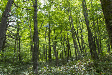 上高地の森林／長野県松本市