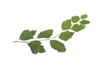 Naklejka premium green leaves isolated on white background