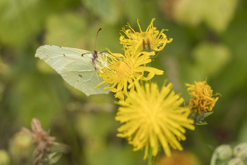 Yellow butterfly on dandelion blossom.