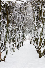 Obraz premium The rows of trees in winter are covered with snow.