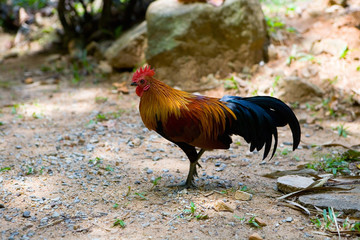 Big beautiful multicolored rooster.