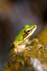 An exotic beautiful green frog is sitting on a stone.