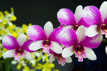 Naklejka na ściany i meble Beautiful blooming orchid photographed close-up.