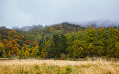 Autumn Forest Mist