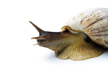 Giant african snail isolated on white background