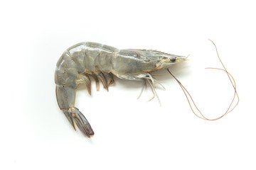 Raw fresh shrimp on white background