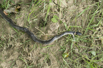 Natrix - a dead snake in the grass.
