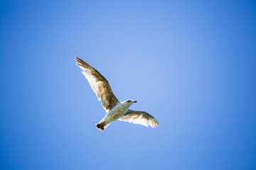 Mouette en plein vol sur fond de ciel bleu