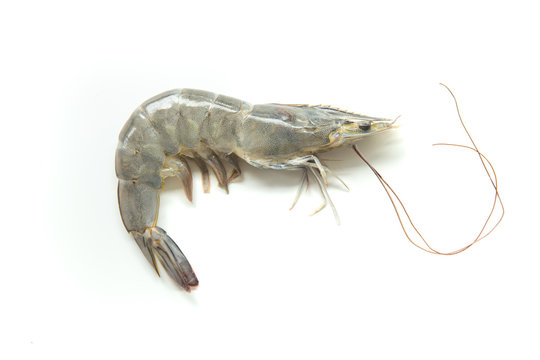 Raw fresh shrimp on white background