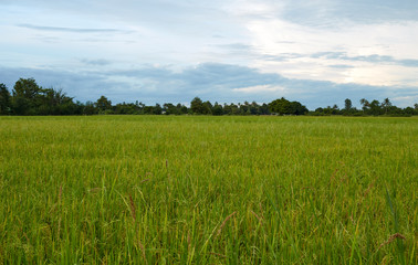 jasmine rice field in Thailand