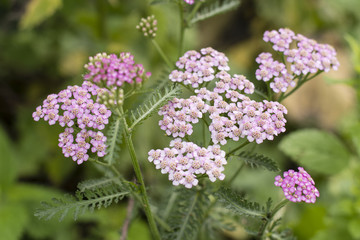 Pink yarrow flower outdoors.