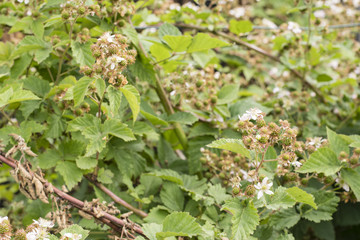 Green blackberry fruit on the plant.