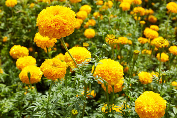Beautiful Marigold flowers