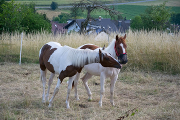 two white brown horses