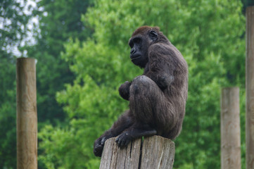 Gorilla sitting on a tree stump.