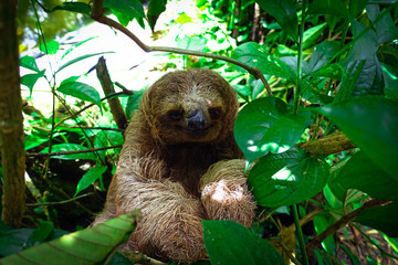 Three toed sloth selfie © Jeroen