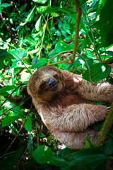 Fototapeta premium Three toed sloth selfie