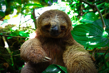Three toed sloth selfie © Jeroen