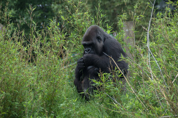 Gorilla sits around and eats some plants.