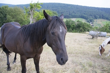 Obraz premium black horse