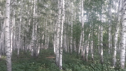 Fototapeta premium Forest