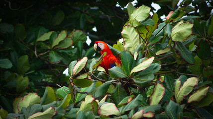 Wild scarlet Macaw sitting in a tree at the beach at Corcovado National Park, Costa Rica