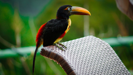 Close up fiery-billed Aracari at the jungle of Costa Rica, Uvita